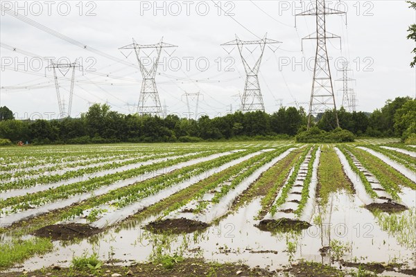 Young vegetable crops protected by plastic sheeting growing in agricultural field flooded and