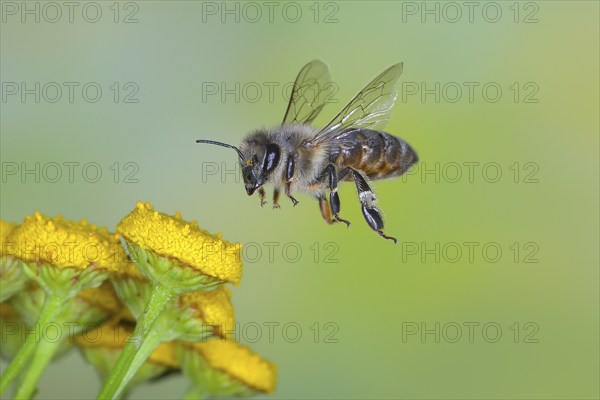 European honey bee (Apis mellifera) bee in flight, over flowers of tansy (Tanacetum vulgare),