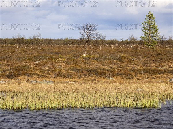 Marsh landscape with Hairy Birch (Betula pubescens) and Pine trees (Pinus sylvestris), May, Finnish