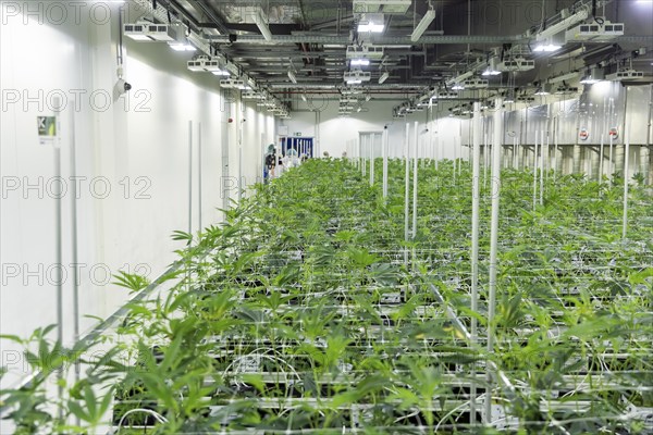DEU/Saxony/Ebersbach The Saxon cannabis producer Demecan is now the first German company to be