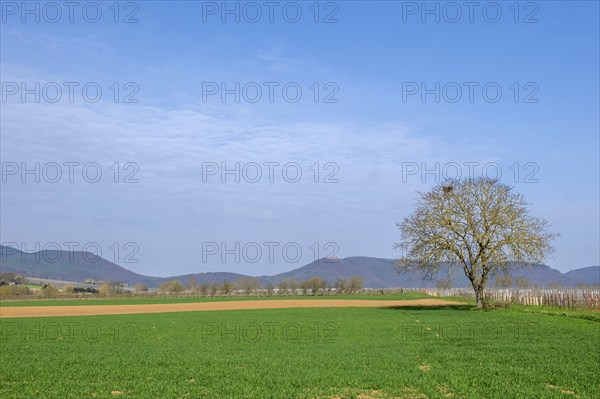 Landscape with walnut tree, in the background the Palatinate Forest, Southern Palatinate,