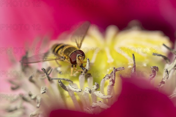 Common hoverfly (Eupeodes corollae) adult insect feeding on a garden poppy flower, Suffolk,