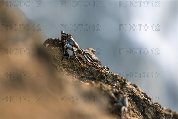 Crab on a rock, Reserva Natural Cabo Blanco, Costa Rica, Central America
