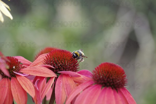 Bumblebee (Bombus), Echinacea, pollen, garden, The bumblebee searches for food on the flower of