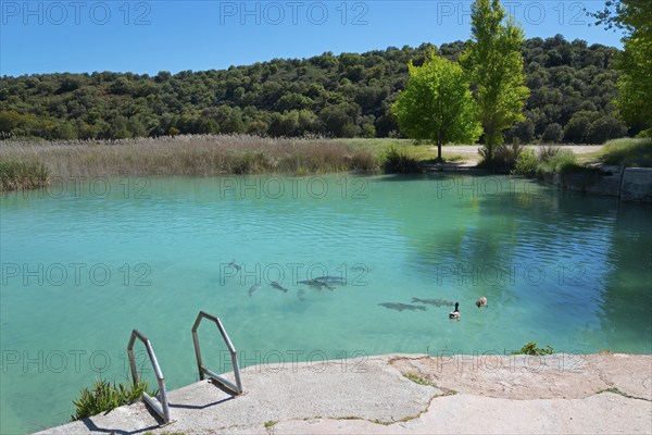 Clear lake with ducks and fish, surrounded by green trees and hills, under a blue sky, Baño de las