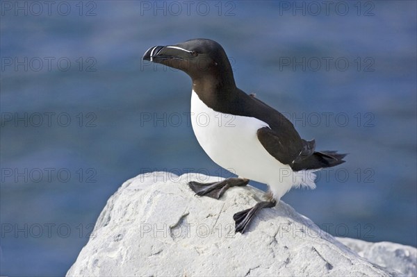 Razorbill resting on rocks, (Alca torda), Europe, Norway, Varanger, Hornoy bird island, Varanger,
