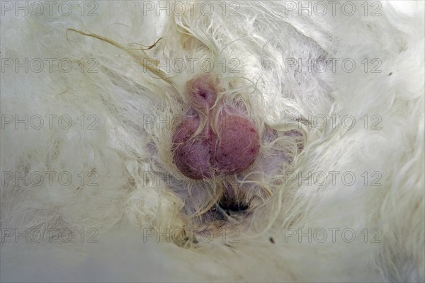 Castration of a tomcat, removal of the testicle, vet