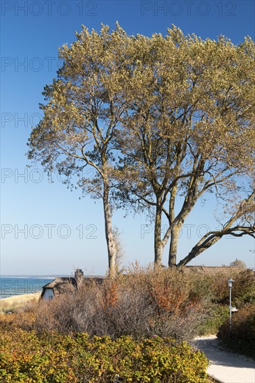 Thatched house, tree by the sea, Baltic Sea peninsula Fischland-Darß-Zingst, Ahrenshoop,