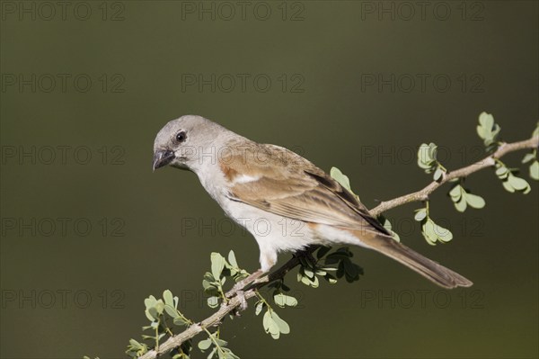 Grey-headed Sparrow, (Passer griseus) on branch, Roys Camp, Namibia, Africa