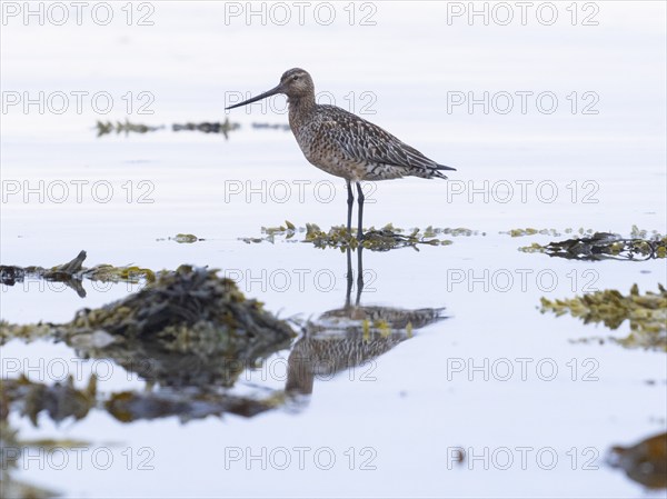 Bar-tailed Godwit (Limosa lapponica) adult male in non breeding plumage, on Artic Ocean coastline