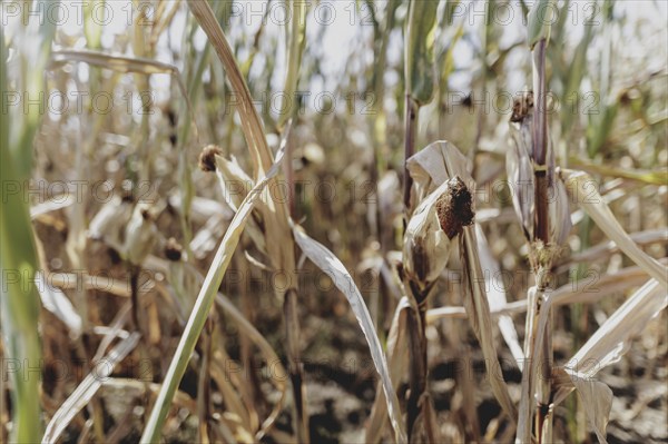 Dried corn, photographed in Bad Dürrenberg, 28/08/2024