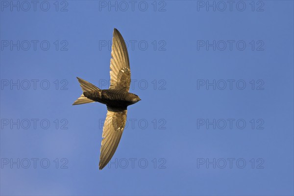Common swift (Apus apus), family of swallows, Mannheim, Baden-Württemberg, Federal Republic of