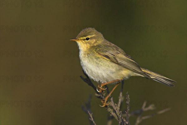 Willow warbler (Phylloscopus trochilus), Heligoland, Erpolzheim, Rhineland-Palatinate, Federal