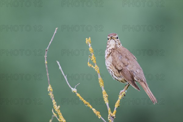 Song thrush (Turdus philomelos), Lower Saxony, Germany, Europe