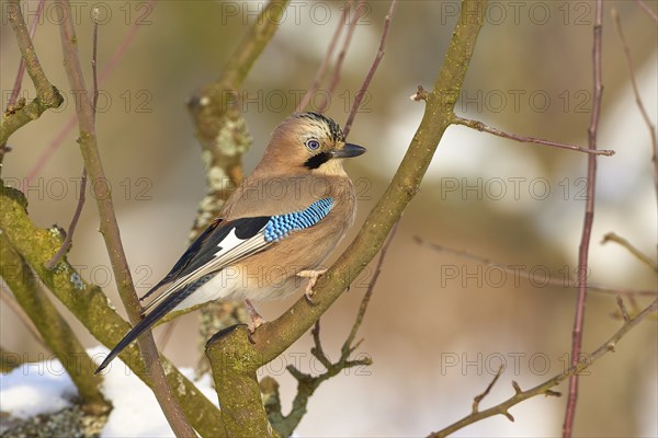 A jay (Garrulus glandarius), sitting on a branch with a wintry background, Odenwald, Hesse,