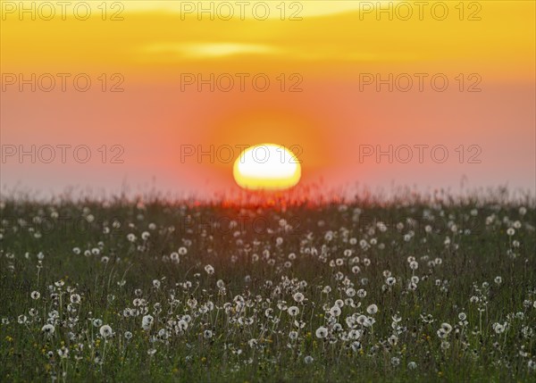 Meadow with fruit stands of the common dandelion (Taraxacum sect. Ruderalia), dandelions, at