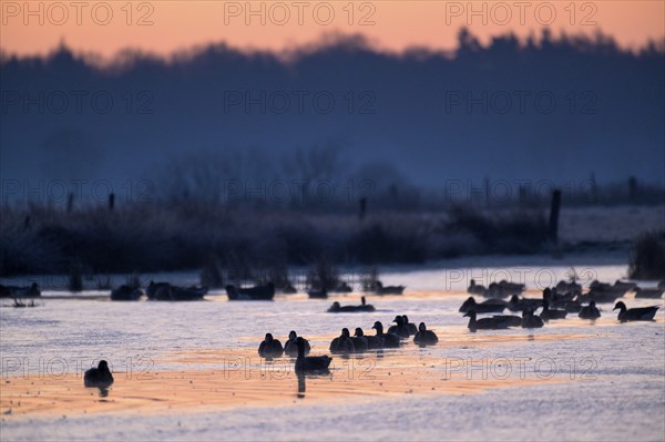 White-fronted Goose (Anser albifrons), at roost, in front of sunrise, dusk, morning, Dingdener