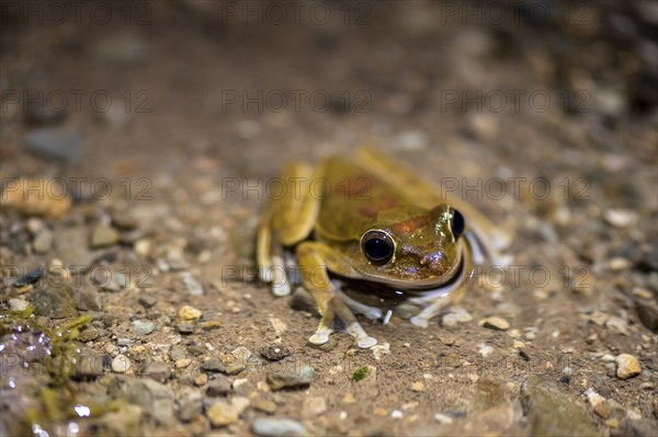 Mexican tree frog (Smilisca baudinii), sitting on the ground, at night, Puntarenas province, Costa