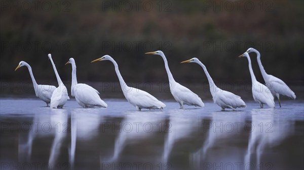 Great White Egret (Ardea alba) Foraging, migratory bird, fishing, hunting, winter visitor, passage
