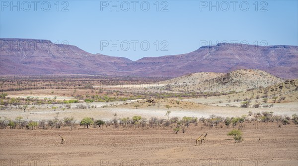 Zwi Angola giraffes (Giraffa giraffa angolensis) in dry desert landscape with table mountains,