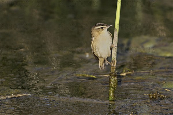 Reed warbler (Acrocephalus schoenobaenus), male on reeds above waterhole, Lake Neusiedl National