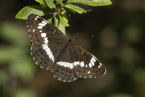 White admiral butterfly (Limenitis camilla) adult insect resting on a tree leaf in a woodland,