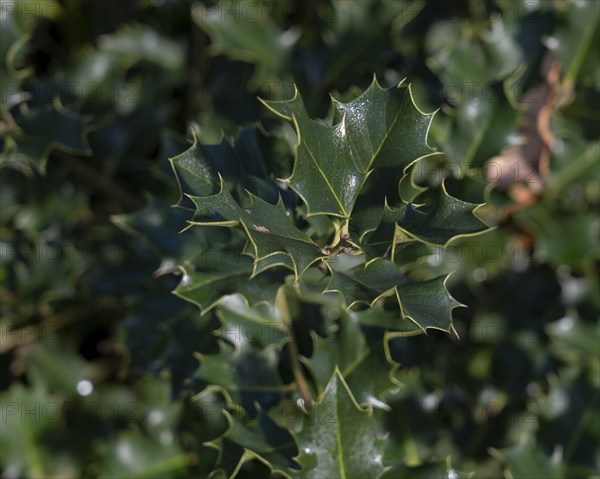 Nature, plant, green holly, Ilex aquifolium, macro
