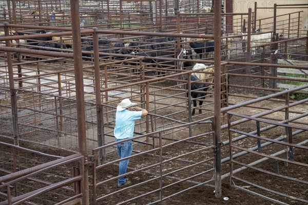Oklahoma City, Oklahoma, The Oklahoma National Stockyards. Since it was founded in 1910, more than