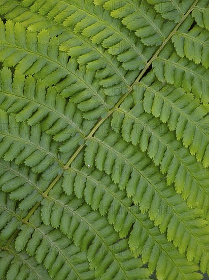 Männlicher Farn (Dryopteris filix-mas), Nahaufnahme eines einzelnen Wedels, im Frühjahr, Hessen,