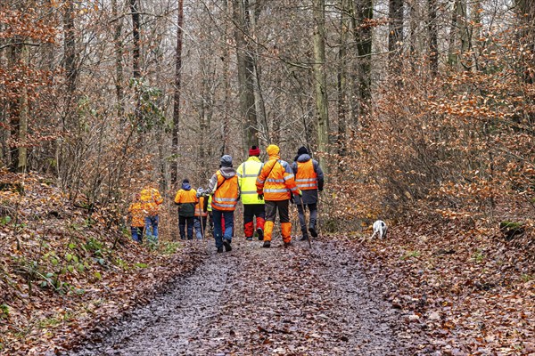 Driven hunt, party hunt in Schönbuch near Böblingen. Drivers in protective clothing drive the game
