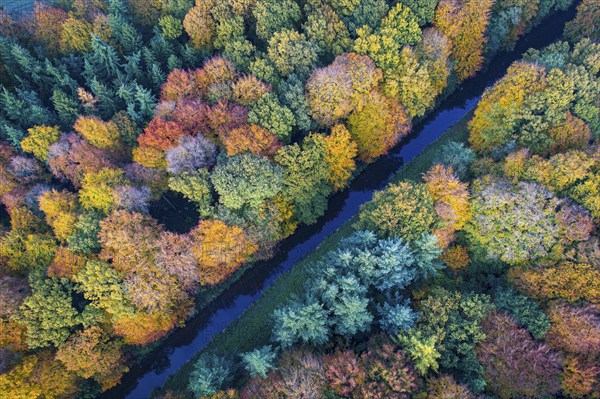 Mixed forest in autumn, colouring, aerial view, forest, autumnal, district Vechta, Moorbach, Daren,