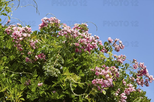 French rose (Rosa gallica) against a blue sky in Saint-Palais-sur-Mer, Département