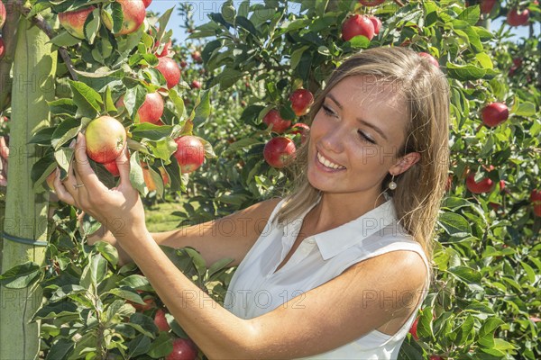 Young attractive blonde smiling woman picking apple in Scania fruit district, Kivik, Österlen,