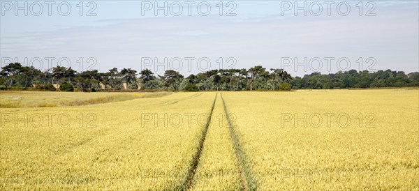 Two straight lines created by vehicles running across arable field with cereal crop, Hollesley,
