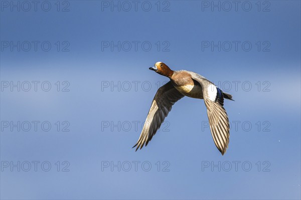 Eurasian Wigeon, (Mareca penelope) male in flight over marshes