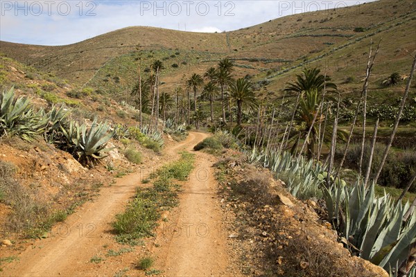 Sandy track in fertile valley farmland, Betancuria, Fuerteventura, Canary Islands, Spain, Europe