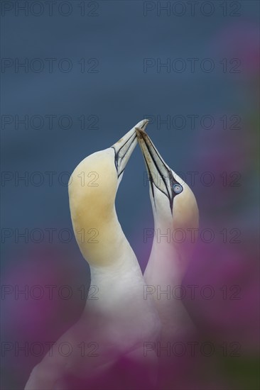 Northern gannet (Morus bassanus) two adult birds performing thier courtship display amongst