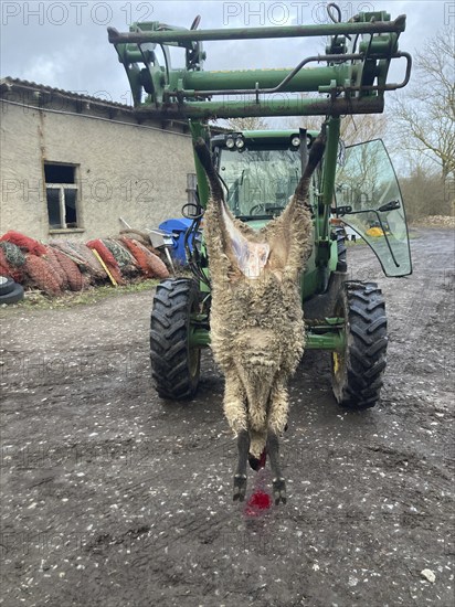 Slaughtered sheep hanging from a tractor on a farm, Mecklenburg-Vorpommern, Germany, Europe