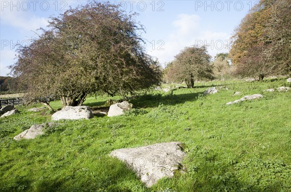 Fyfield Down national nature reserve, Marlborough Downs, Wiltshire, England, UK one of the