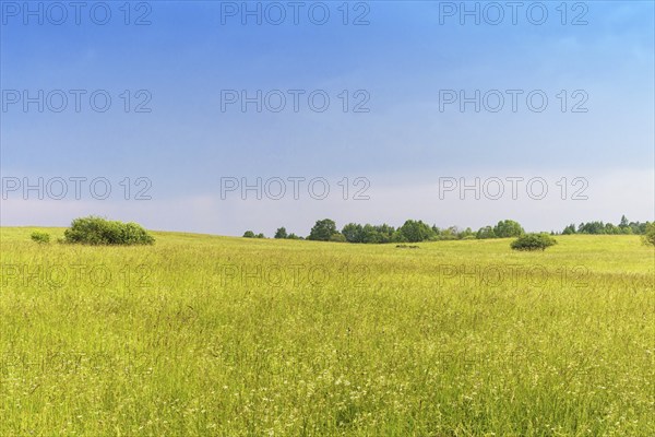 Rural landscape with group of trees and evening sky with clouds