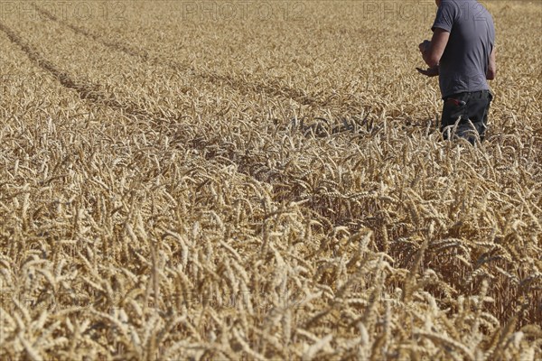 Farmer checks his grain