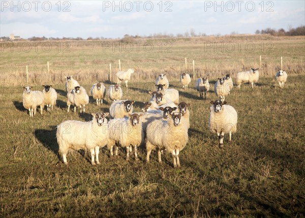 Flock of sheep grazing on drained marshland fields at Gedgrave, Suffolk, England, United Kingdom,