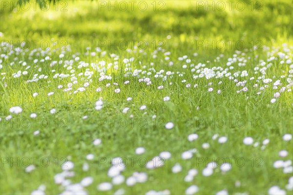 Lawn with daisies in the park