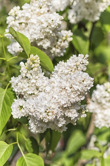 Blooming lilac in the botanical garden in spring