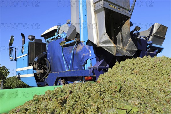 Grape grape harvest with full harvester in the district of Bad Dürkheim, Rhineland-Palatinate