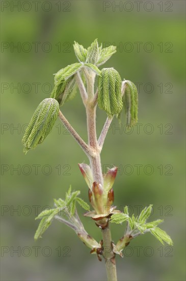 Horse-chestnut (Aesculus hippocastanum), leaf budding in spring, North Rhine-Westphalia, Germany,