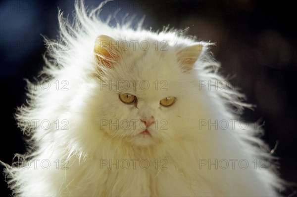 Persian cat, Long-haired cat, Backlight