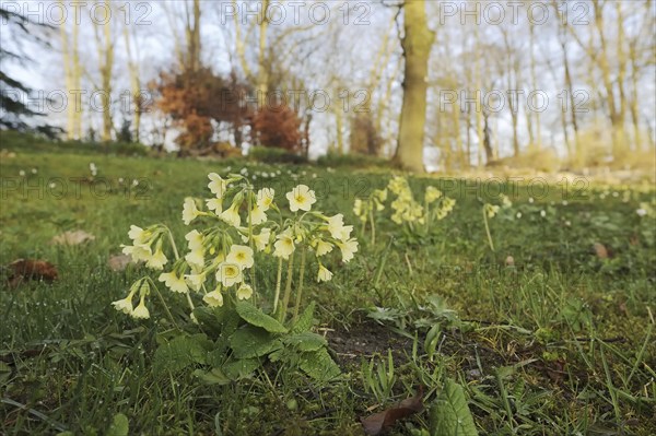 True oxlip (Primula elatior) in spring, North Rhine-Westphalia, Germany, Europe