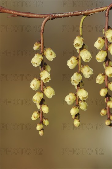 Japanese pearl tail or early pearl tail (Stachyurus praecox), flowers, native to Asia, ornamental