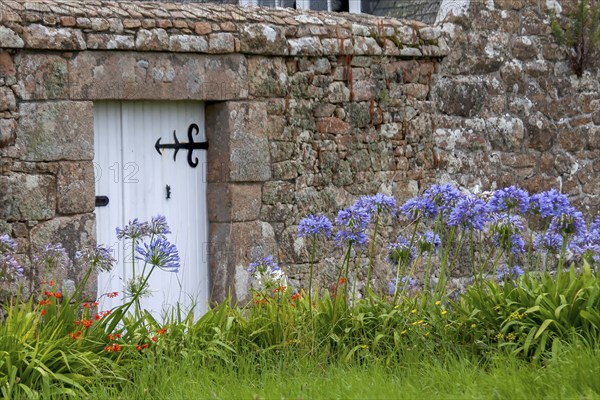 Lilies of the nile (Agapanthus) in front of a granite garden wall, Ile de Brehat, Brittany, France,